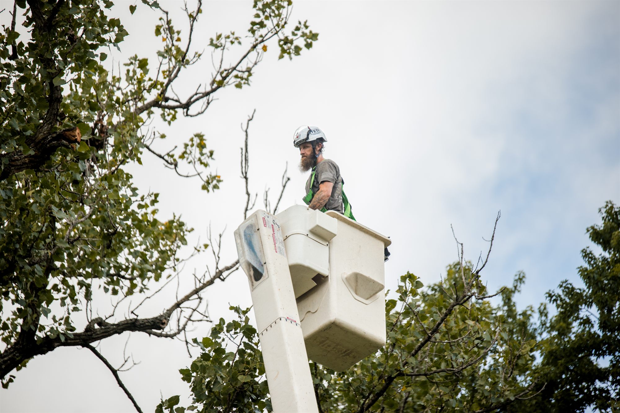 Certified arborist working at height in the canopy in Winchester, VA