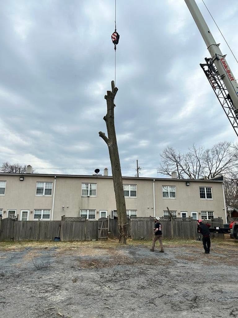Crane lifting a trunk section over a building during a technical removal by Mother Nature Tree Service