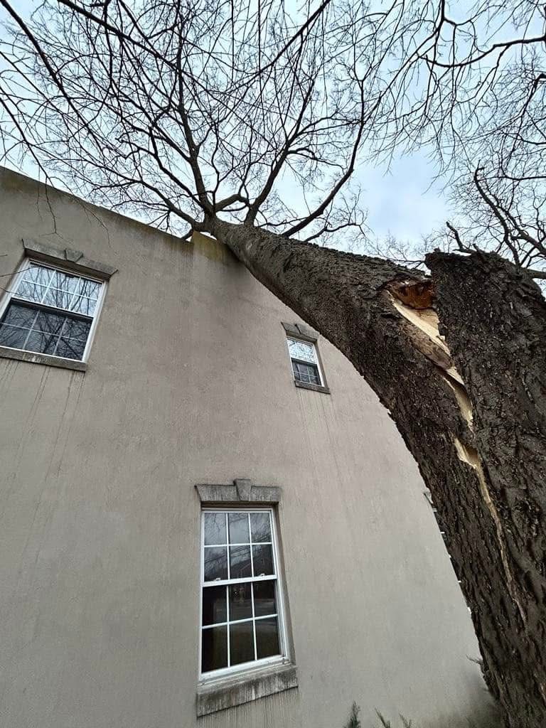 Split tree leaning against the side of a house, an emergency removal call near Winchester, VA