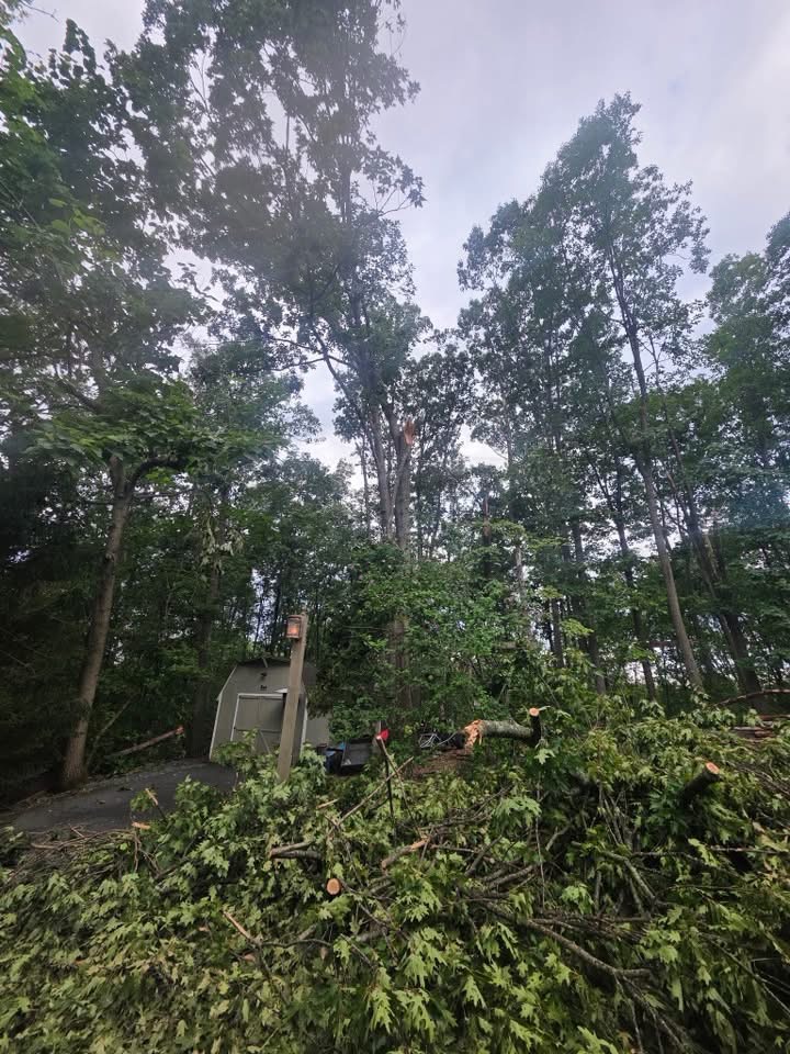 Backyard buried in storm debris beside a shed after high winds near Winchester, VA