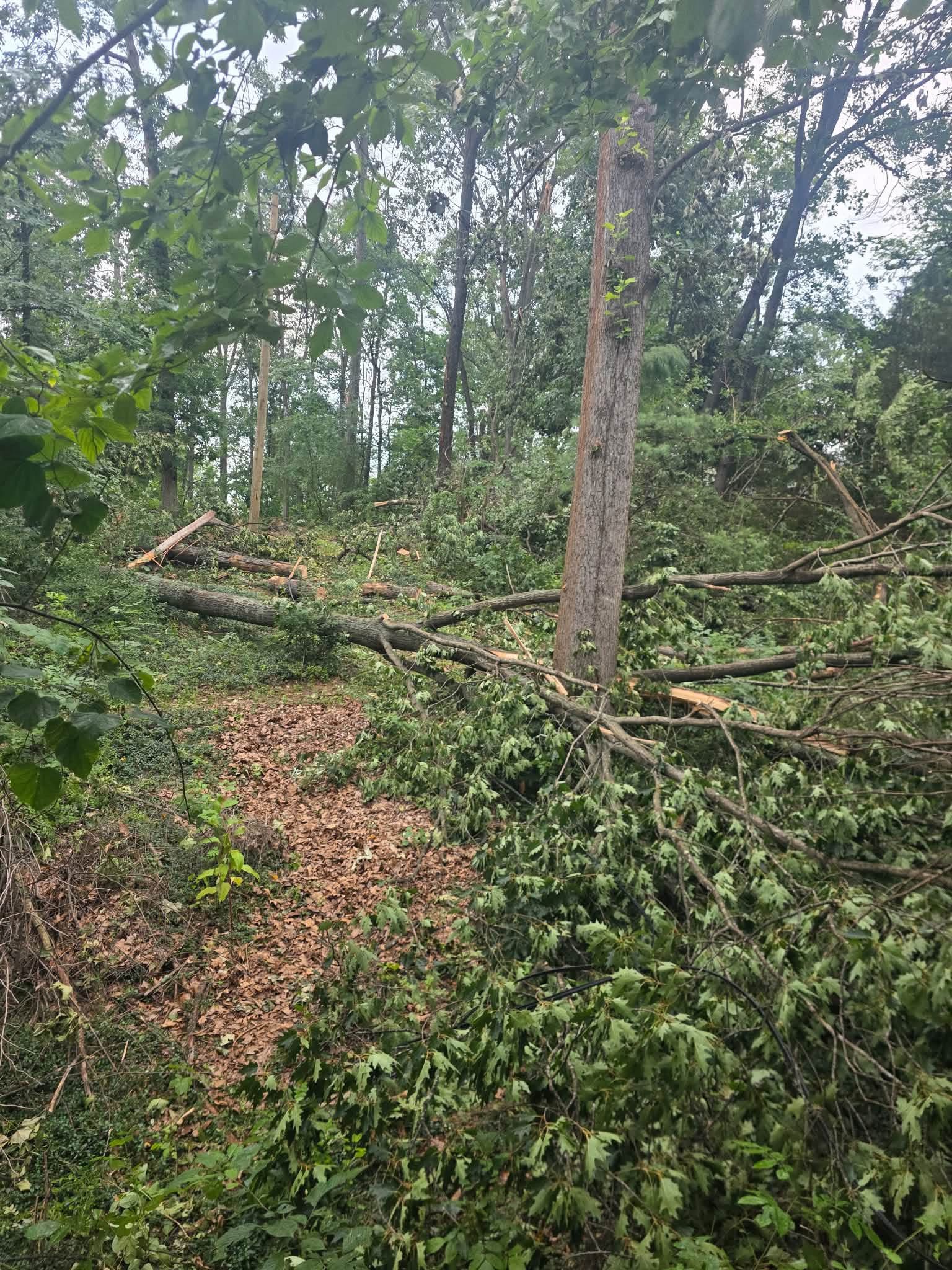 Wooded lot littered with storm downed trunks and a splintered standing snag near Winchester, VA