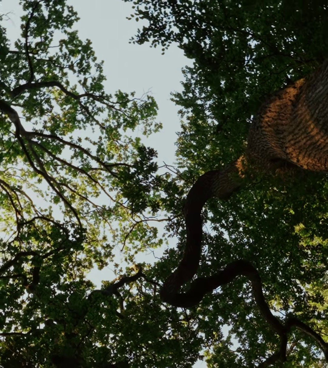 Arborist inspecting a storm damaged hazard limb in Winchester, VA