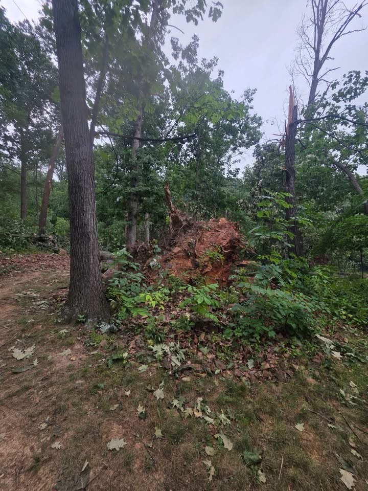 Uprooted oak with the root ball torn out of the ground after a storm near Winchester, VA