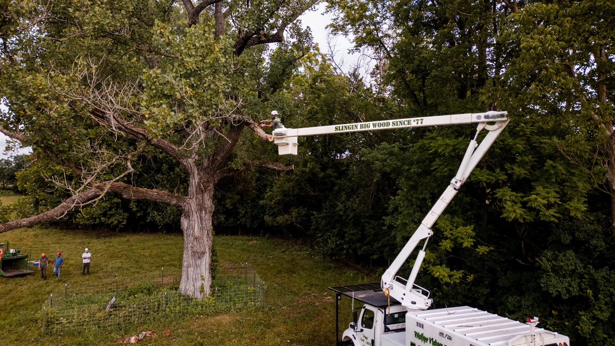Aerial bucket lifting an arborist toward the canopy on an urgent tree job in Winchester, VA