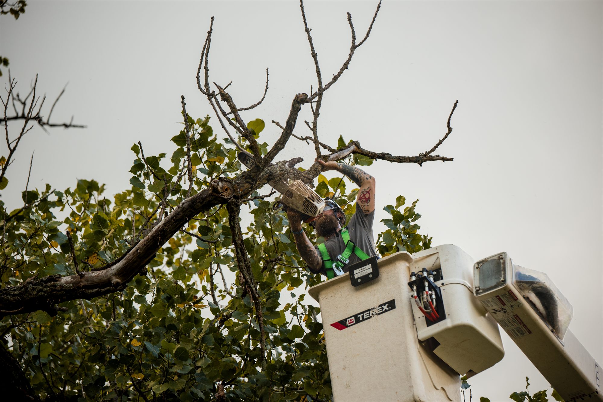 Overhead chainsaw cut on a limb in Winchester, VA