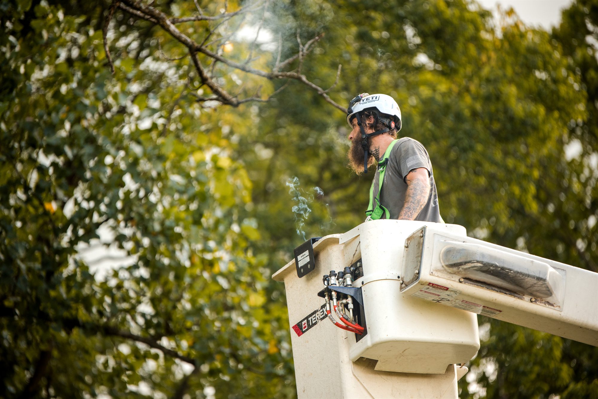 Arborist looking up into a thinning canopy to judge tree stress in Winchester, VA