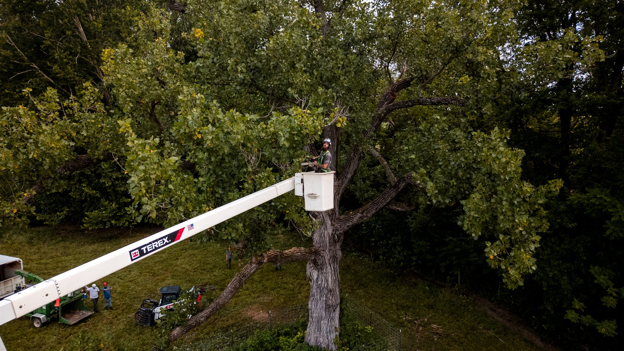 Arborist making a chainsaw cut at the trunk during a tree removal in Berryville, VA