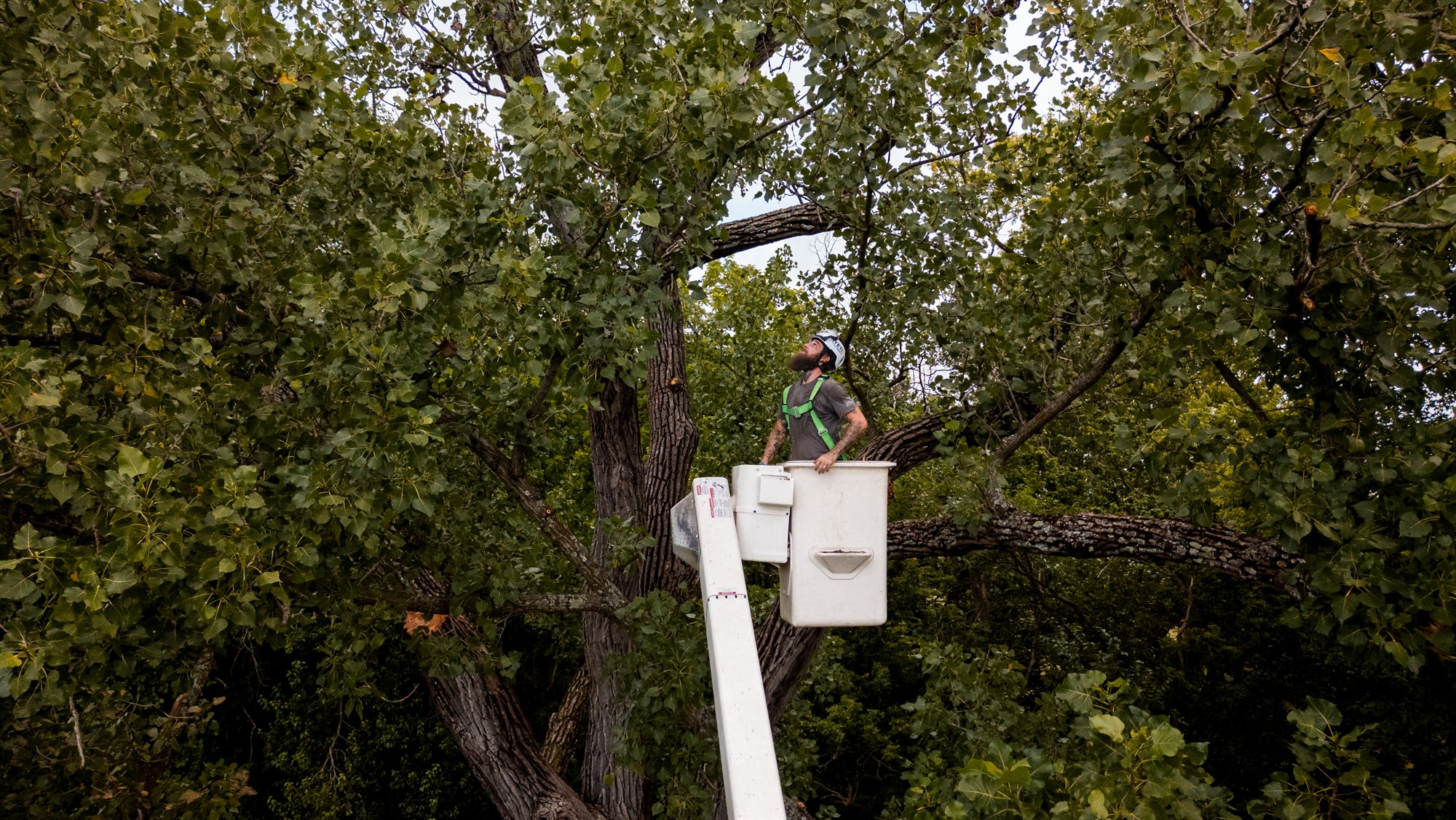 Arborist in an aerial bucket looking up into the canopy to size the next cut in Winchester, VA