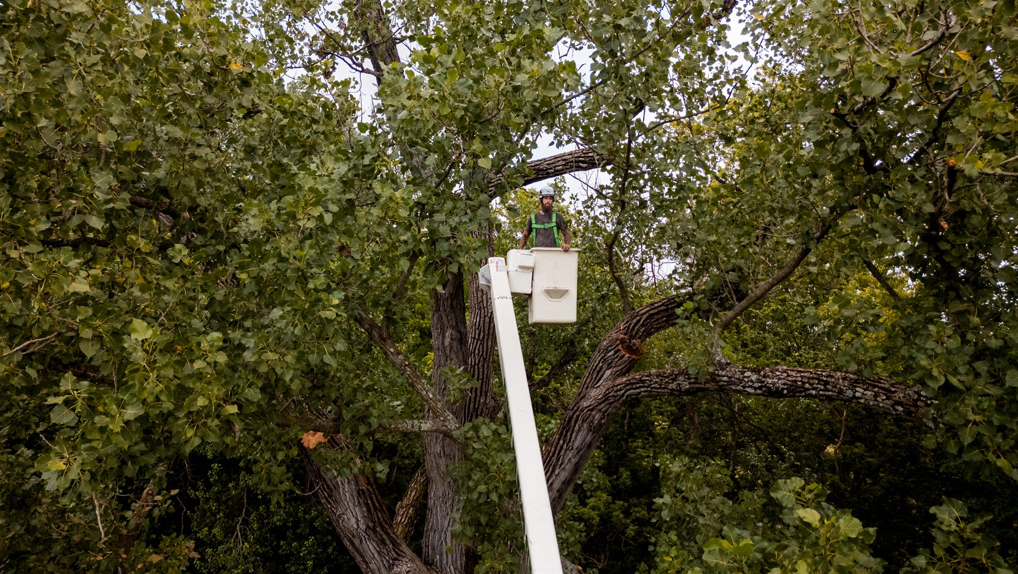 Boom truck lifting an arborist toward the canopy on an urgent tree job in Winchester, Virginia
