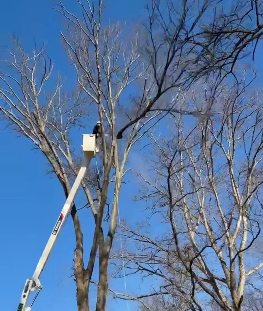 Bucket truck set up on a tall tree removal in Winchester, VA