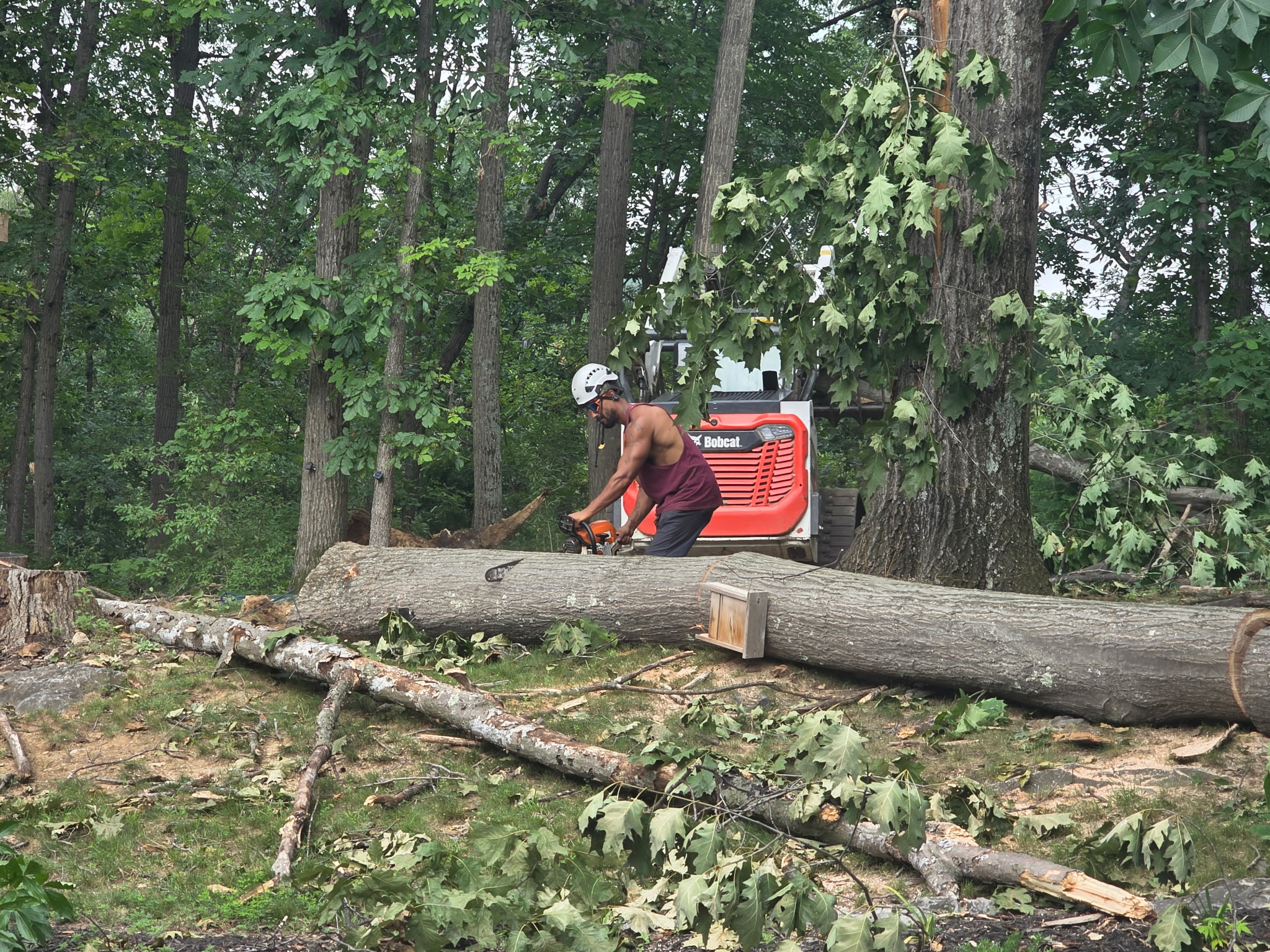 Crew member bucking a large felled trunk with a chainsaw on a Winchester, VA removal