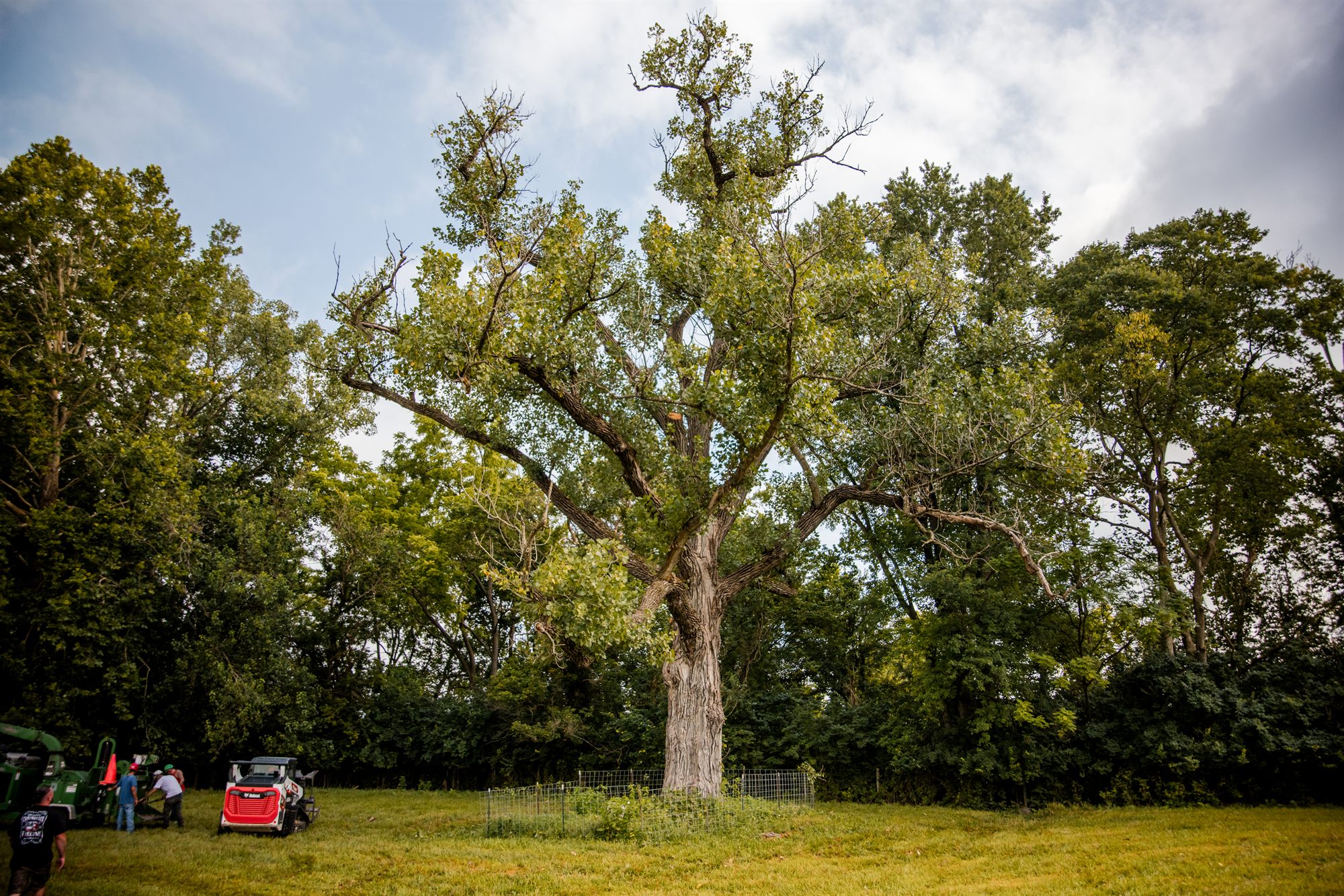 Mature hardwood tree marked for removal in Winchester, VA