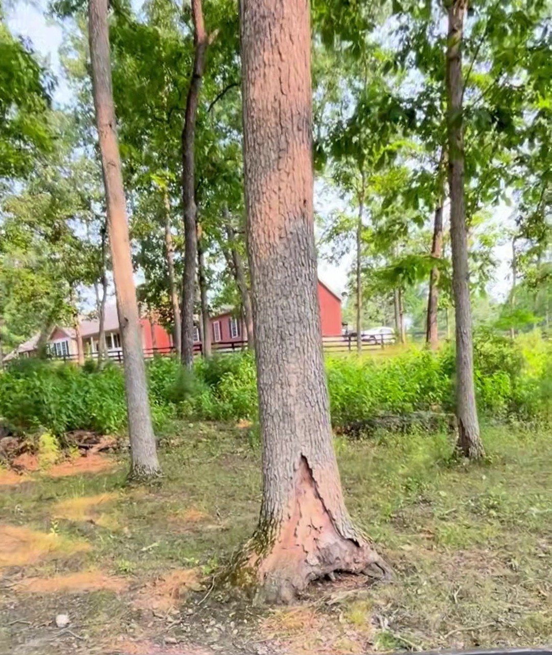 Decay cavity in a mature trunk found during a tree health inspection in Winchester, VA