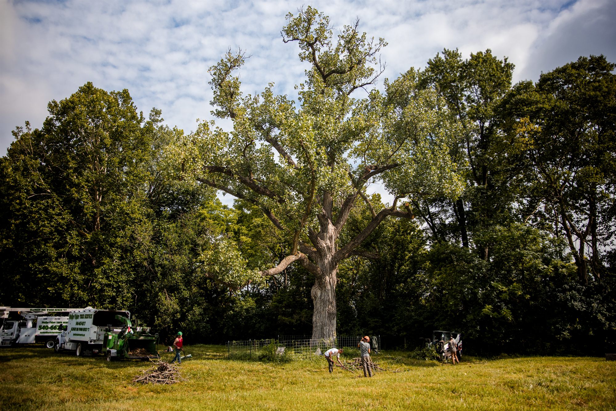 Wide view of a Winchester, VA yard cleaned up after tree work