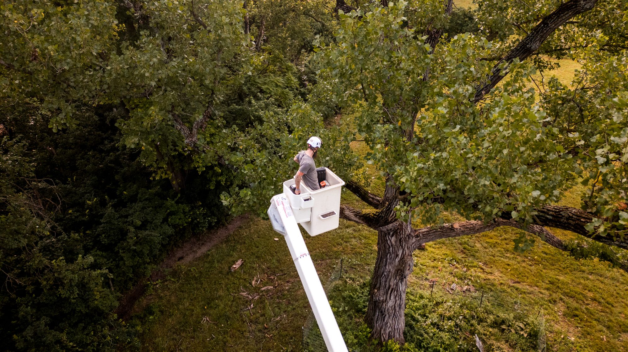 Overhead view of an arborist in an aerial bucket set against a large trunk with a chainsaw resting on the bucket rail in Winchester, VA