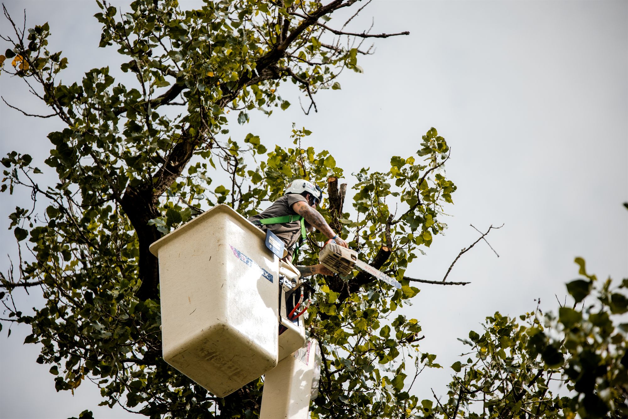 Arborist trimming an upper limb from a bucket lift in Winchester, VA