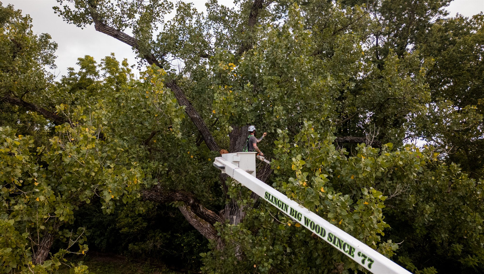 Arborist working inside the canopy off the branded boom in Winchester, VA