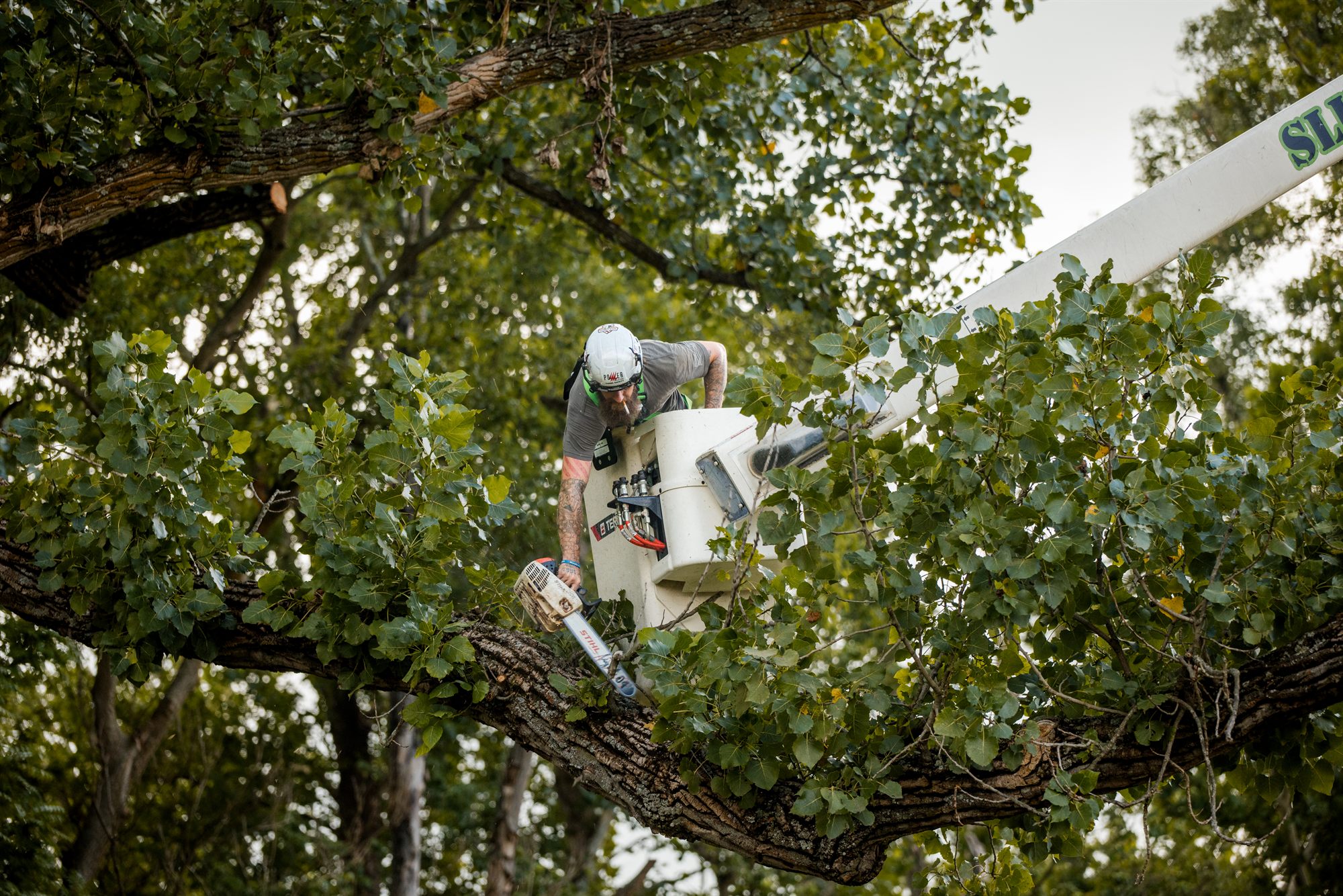 Arborist reaching a lateral limb from the bucket during a crown reduction