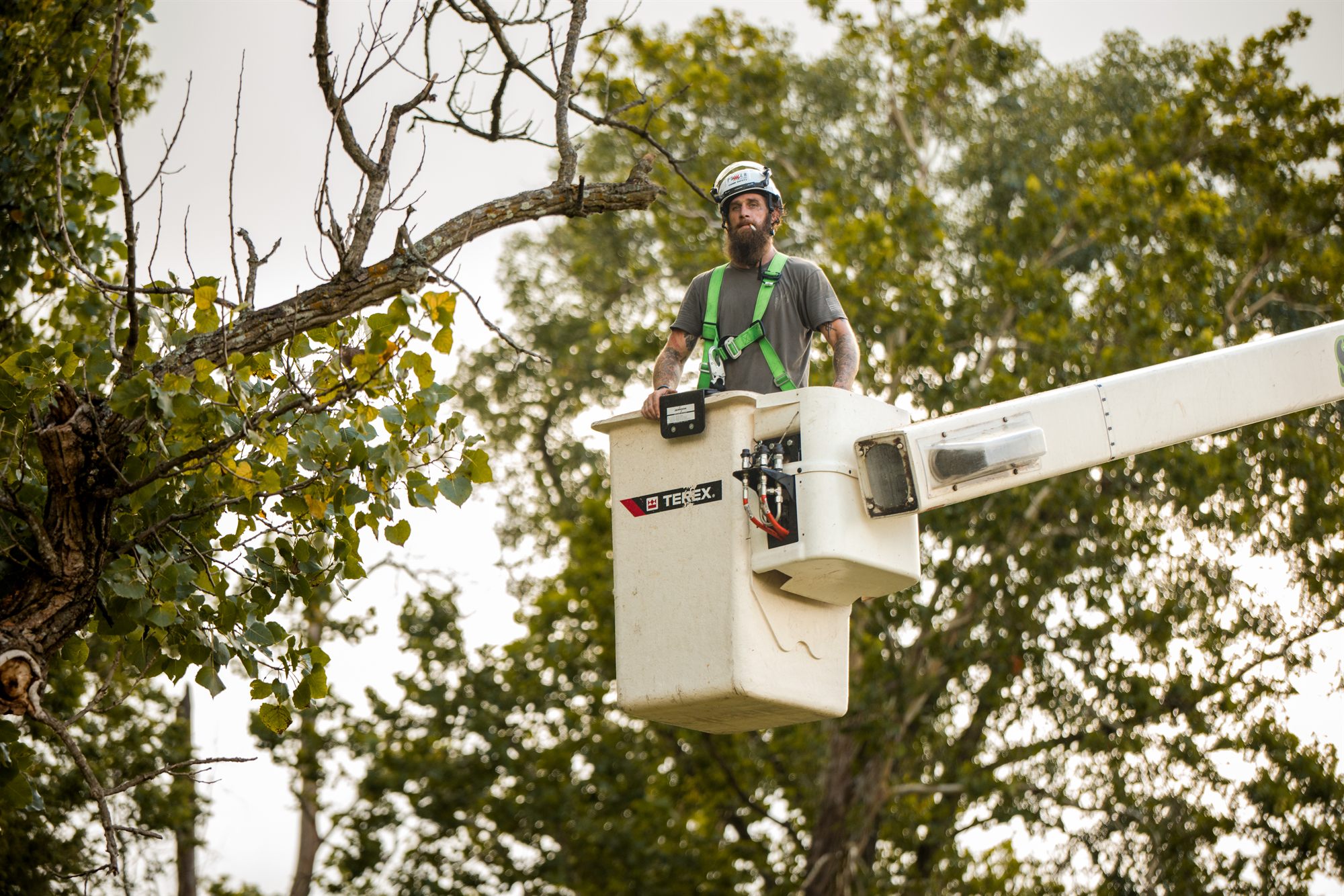 Arborist in a bucket looking up at a large limb before making a cut