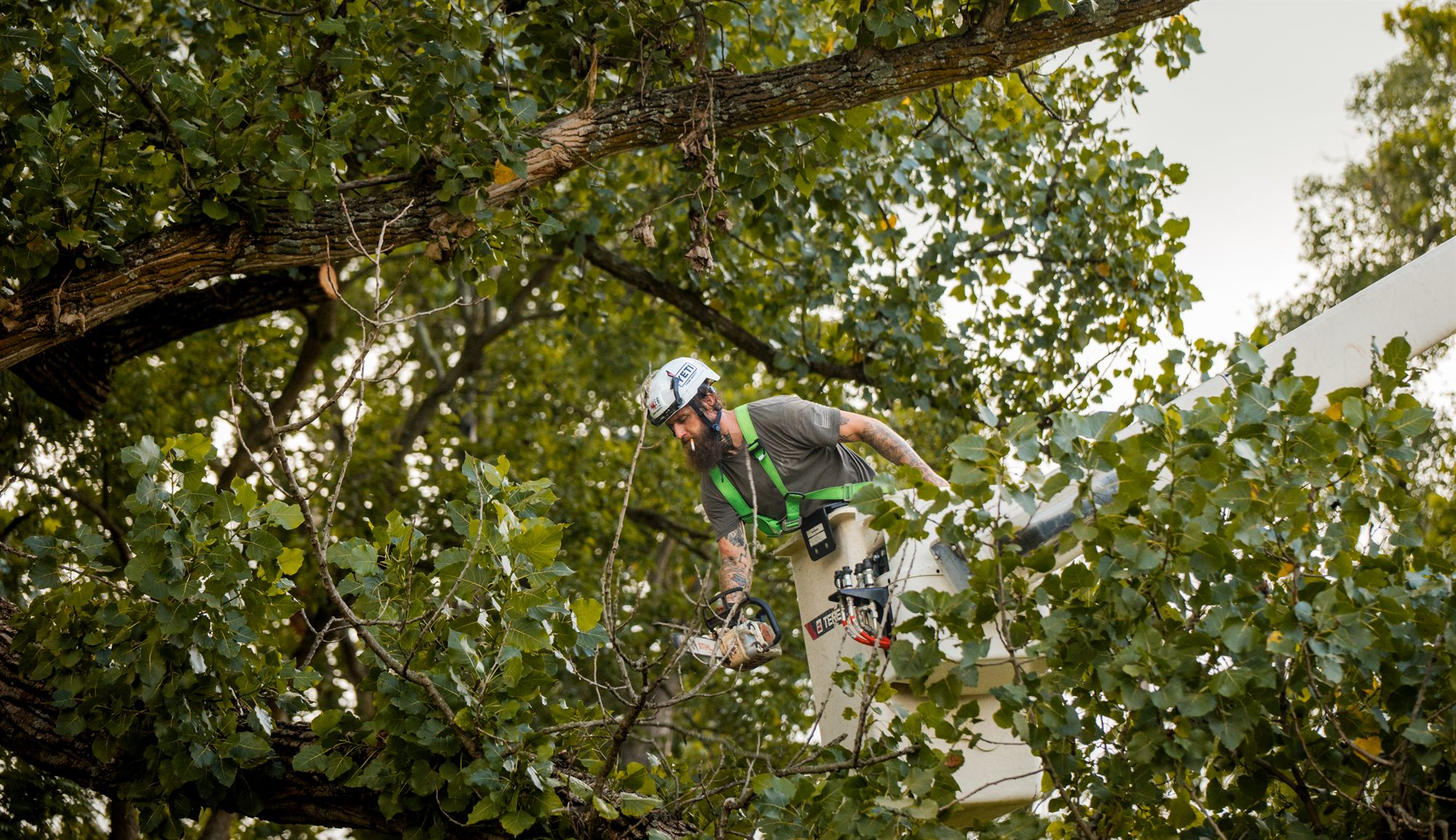Arborist aloft in an aerial bucket holding a chainsaw beside the canopy of a large tree near Berryville, VA