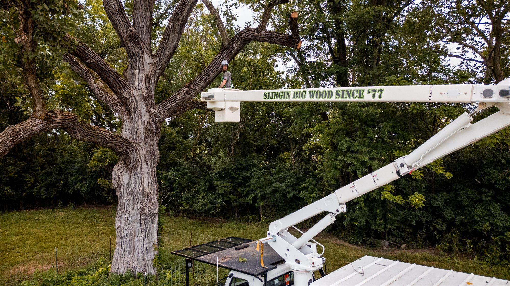 Mother Nature Tree Service crew member in the bucket beside fresh cut limb stubs on a mature tree near Winchester, VA
