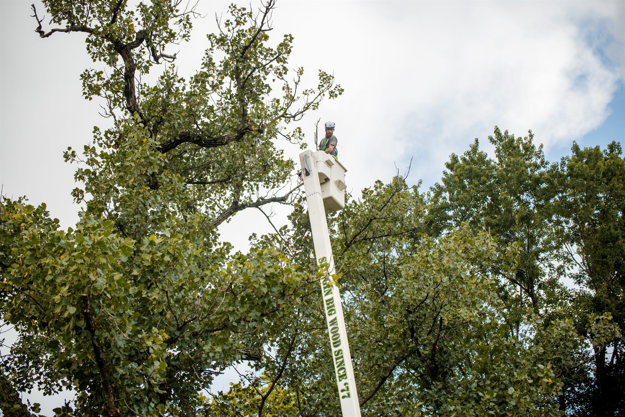 Arborist standing in the bucket at the top of a raised boom beside the upper limbs of a large hardwood against an overcast sky in Berryville, VA