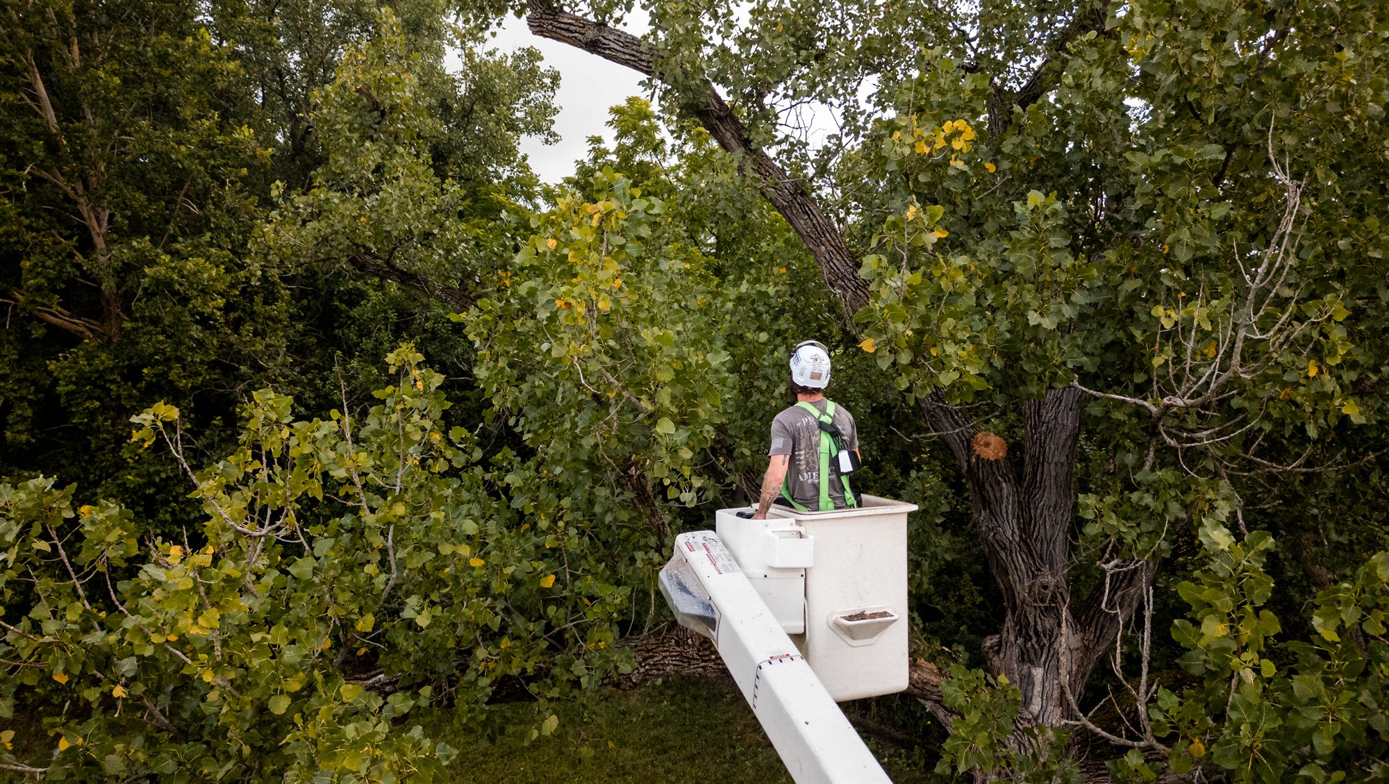 Elevated view of an arborist in a bucket facing a large hardwood trunk with a fresh cut stub on a limb, surrounded by green canopy in Berryville, VA