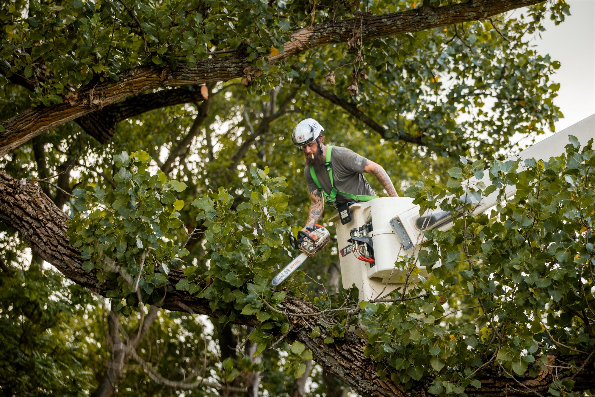 Chainsaw part way through a cut on a large limb high in a hardwood canopy in Berryville, VA