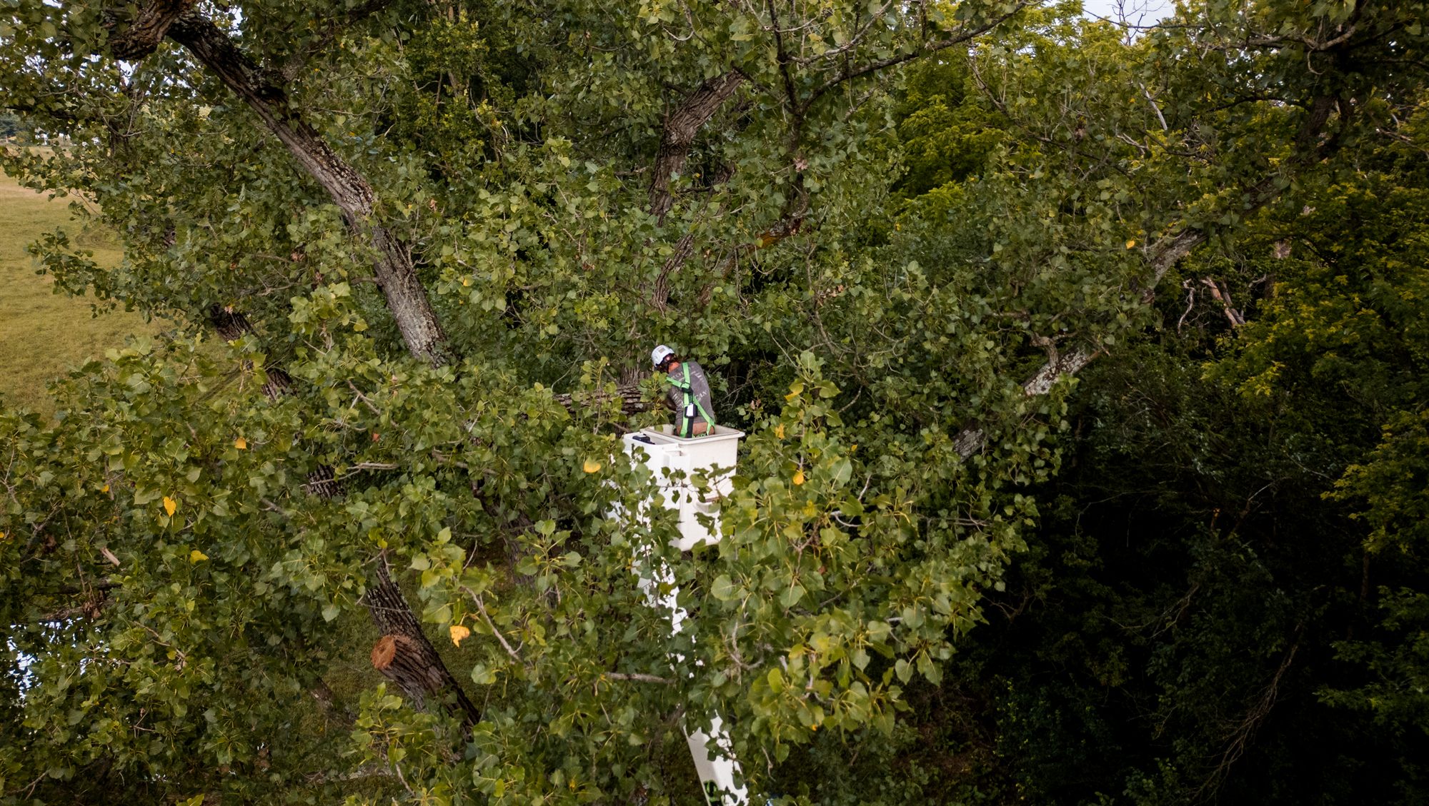 Drone view down onto an arborist in a bucket deep inside the canopy of a large hardwood, with cut stubs on the limbs and open pasture at the left edge in Berryville, VA