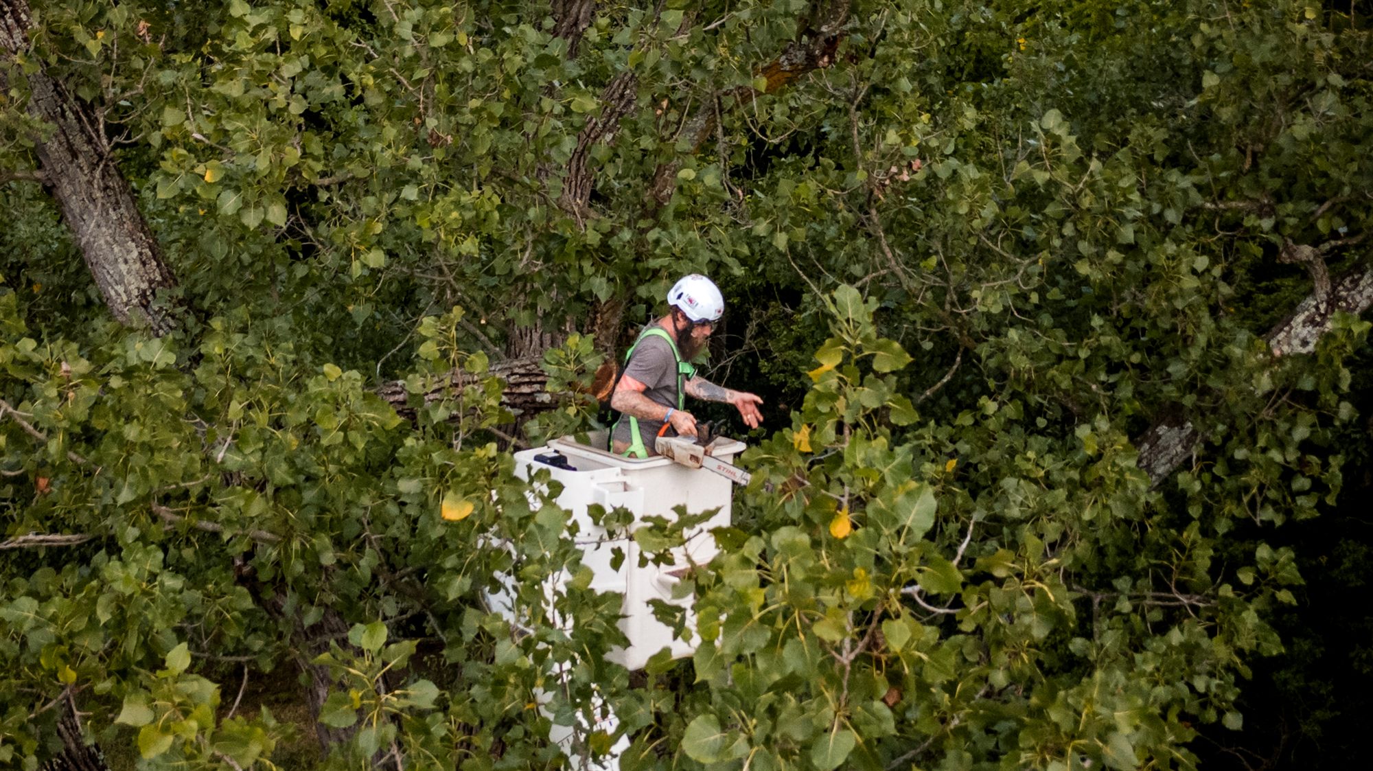 An arborist in a white bucket surrounded by dense green leaves, with a chainsaw resting on the bucket rail
