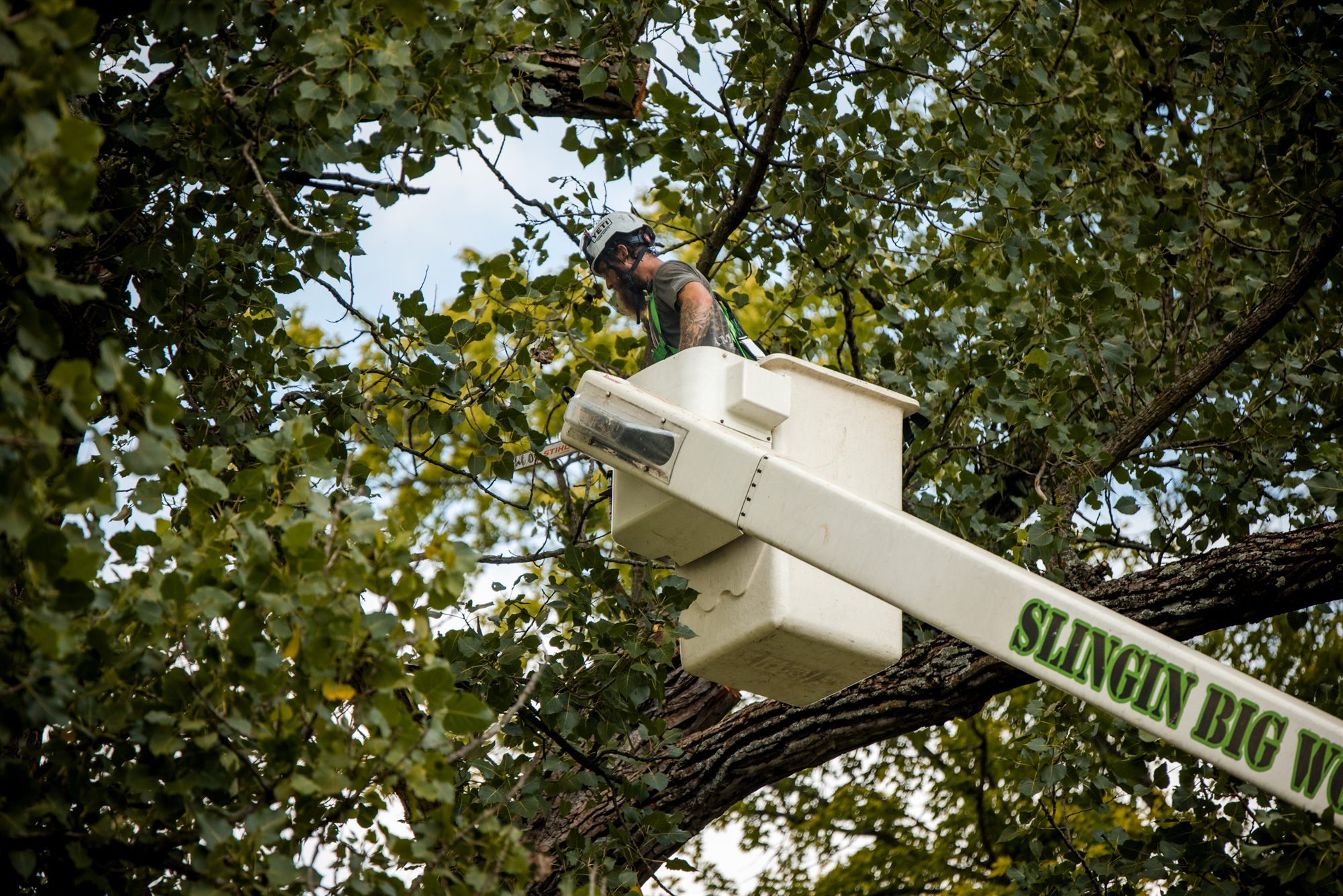 Arborist looking down from the aerial bucket with a chainsaw resting on the bucket rail in Winchester, VA