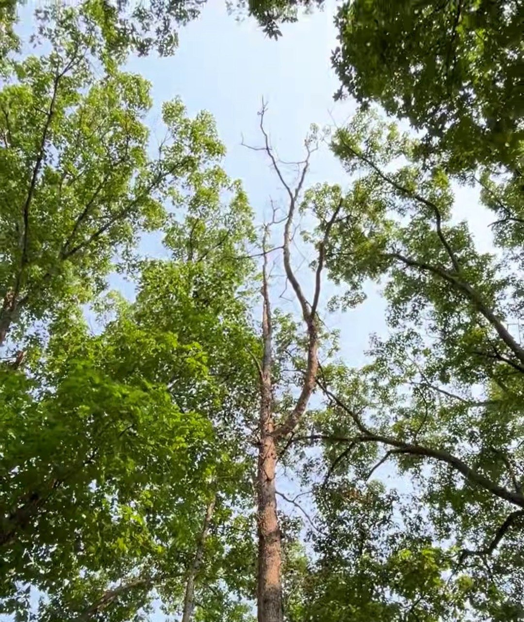 Arborist inspecting a tree canopy in Winchester, VA